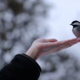 手のひらにとまる小鳥