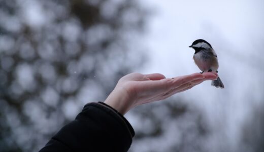 「a bird in the hand is worth two in the bush」の意味とは？「確実なものを取れ」をネイティブが使うことわざを解説