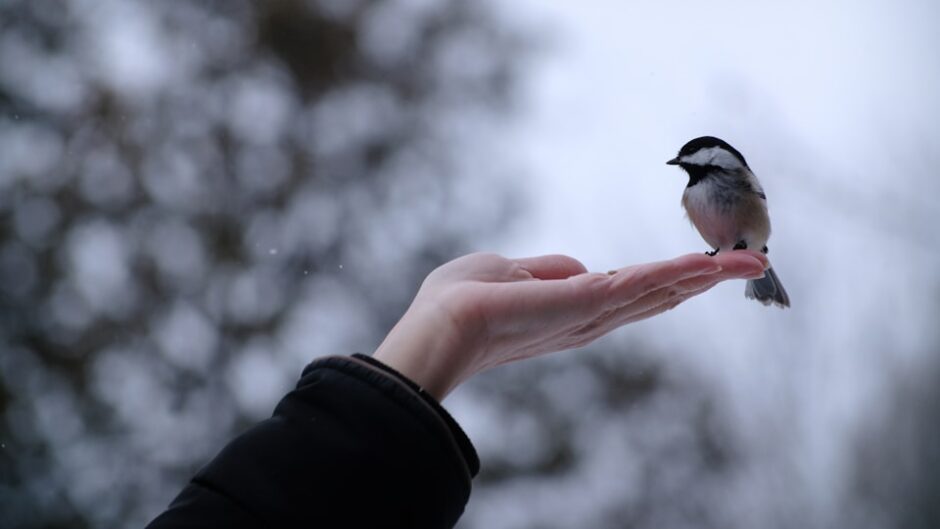 手のひらにとまる小鳥