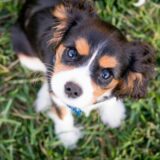 上を見上げる子犬