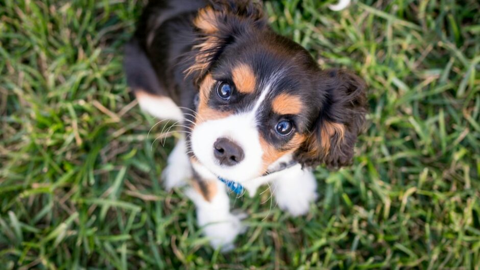 上を見上げる子犬