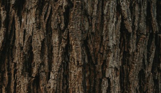 「tight as bark on a tree」の意味とは？「ドケチ」と伝える方法をネイティブ目線で解説