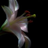 咲いた白いユリの花