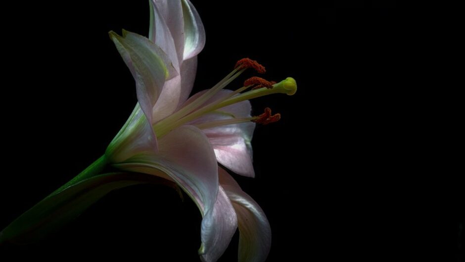 咲いた白いユリの花
