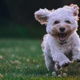 公園で楽しそうに走る犬