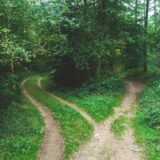森の中で二手に分かれる小道