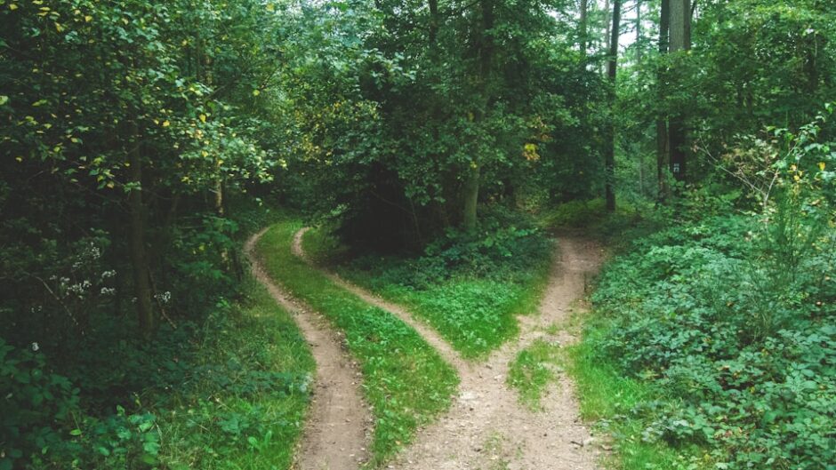 森の中で二手に分かれる小道