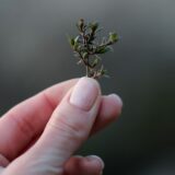 手のひらにのった緑の植物