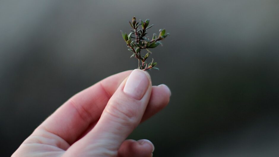 手のひらにのった緑の植物