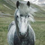 灰色のたてがみをなびかせる馬