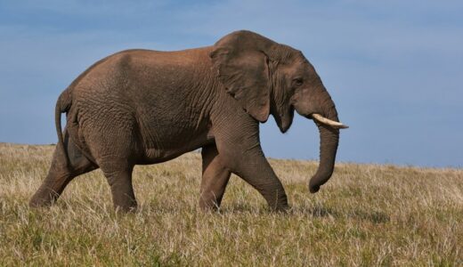 「a white elephant」の意味とは？「無用の長物」と伝える方法をネイティブ目線で解説