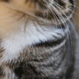 ふくよかな茶トラの猫