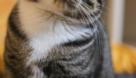 「fat cat」の意味とは？「金持ちで権力を持ち贅沢に暮らす人・大物」と伝える方法をネイティブ目線で解説