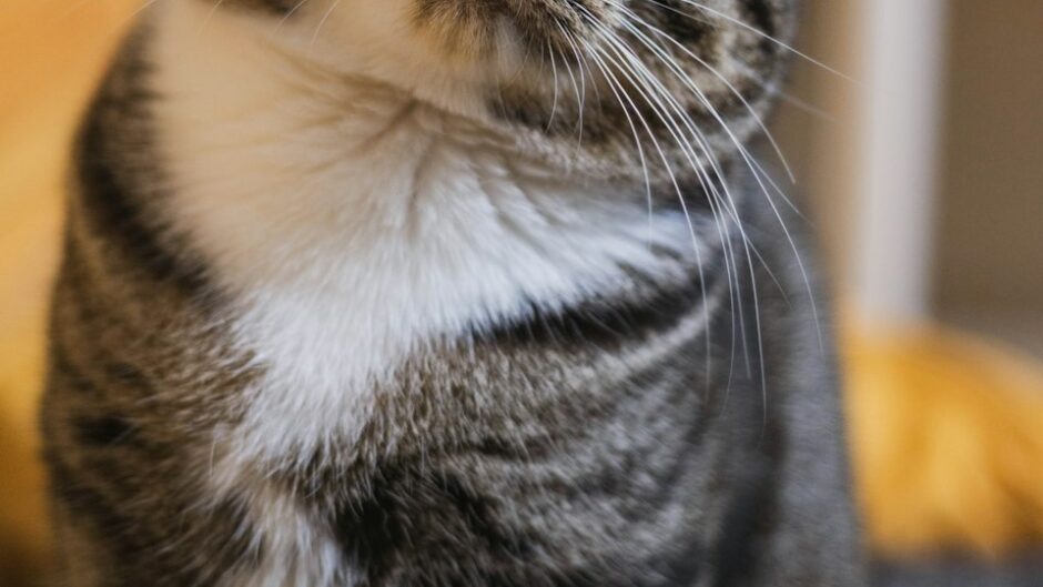 ふくよかな茶トラの猫