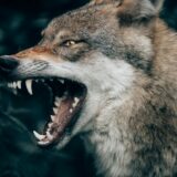 森の中に立つオオカミ