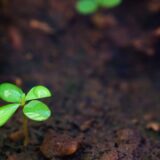 芽生えたばかりの若い植物