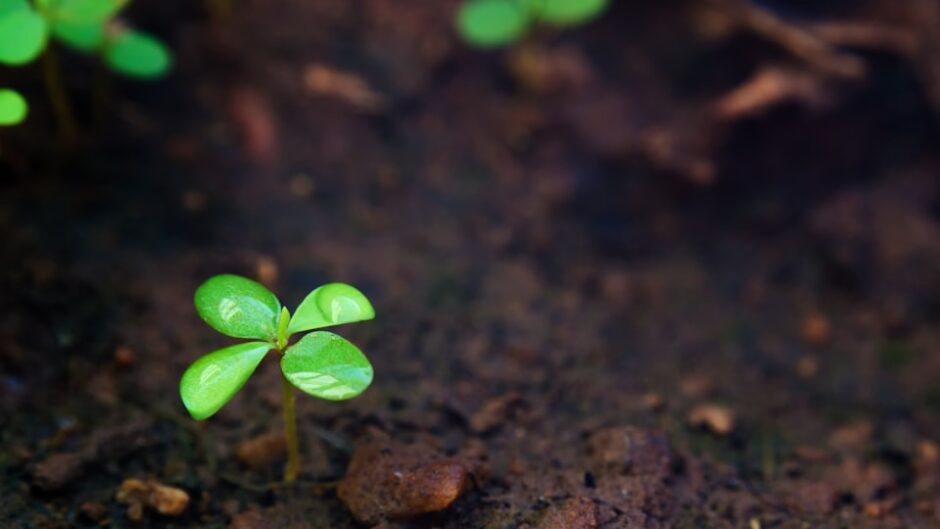 芽生えたばかりの若い植物