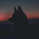 孤高の存在 - sigmaスラングのイメージ