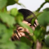 植物の陰からこっそり覗き見る人のイメージ