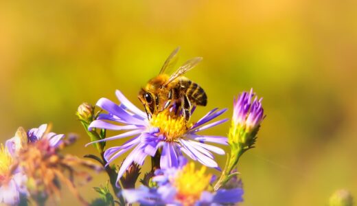「have a bee in one's bonnet」の意味とは？「そのことで頭がいっぱい」をネイティブが使う表現を解説