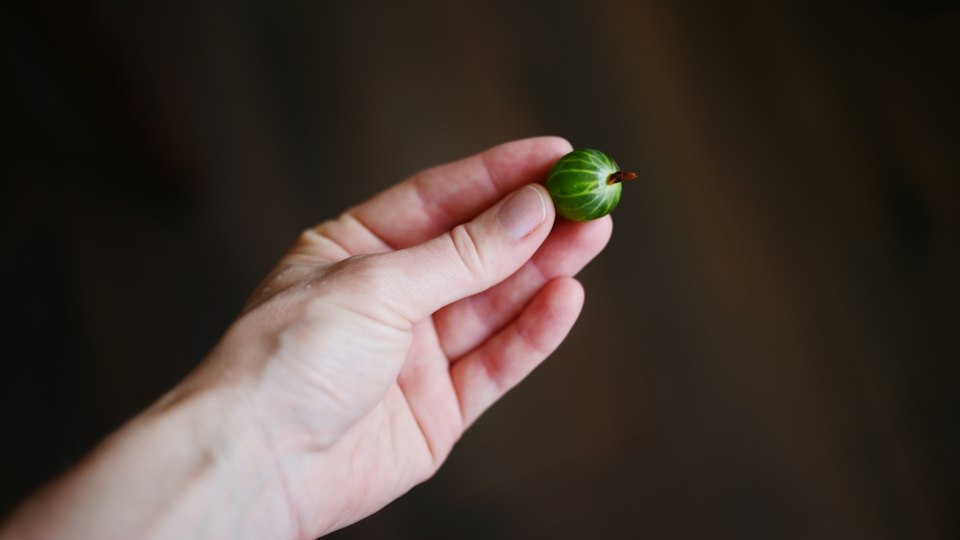 小さな緑の芽を手にのせた人