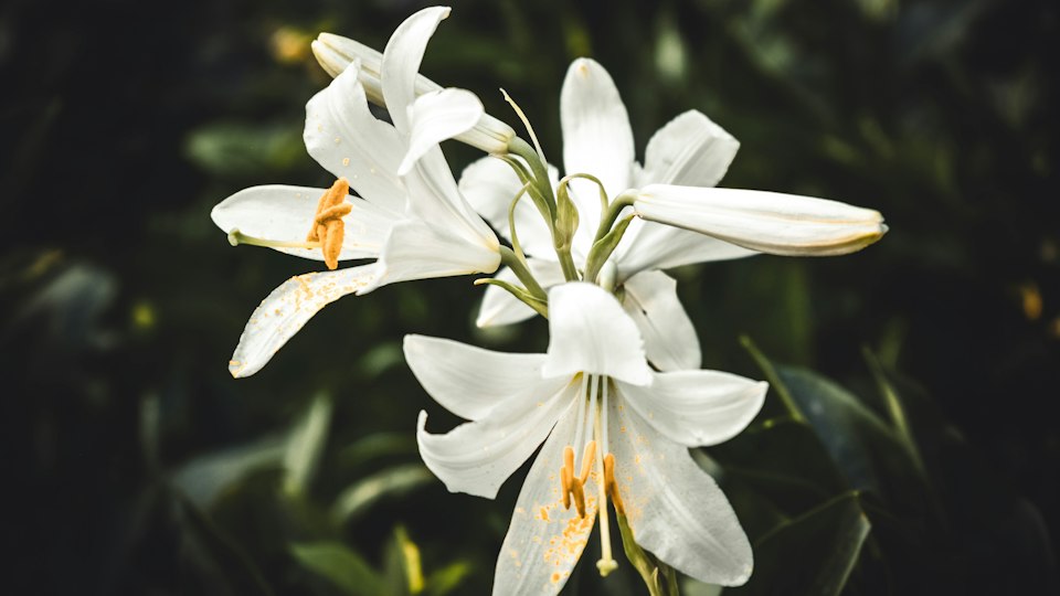 白いユリの花束