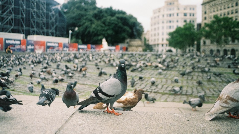 広場に集まった鳩の群れ
